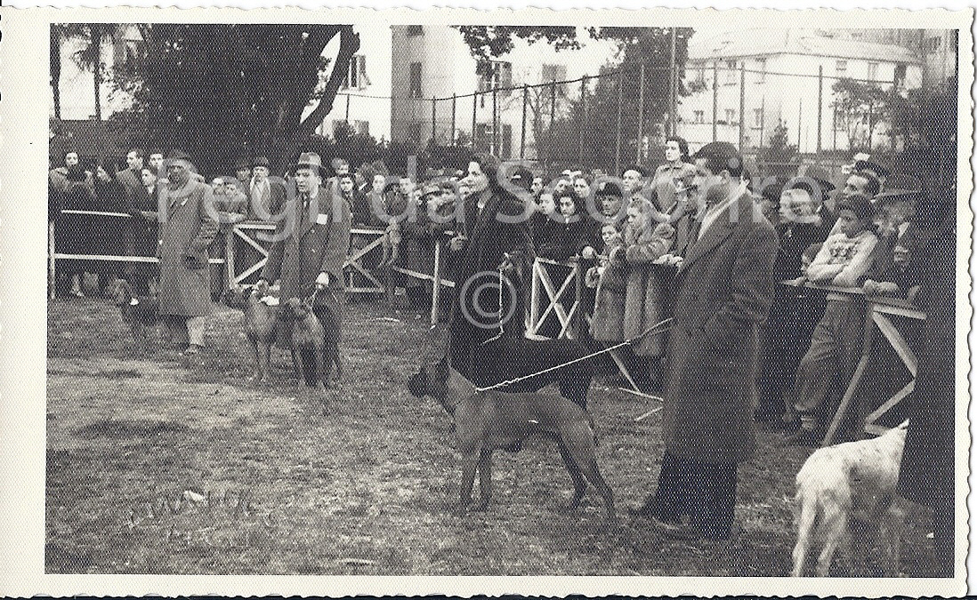 terza esposizione canina