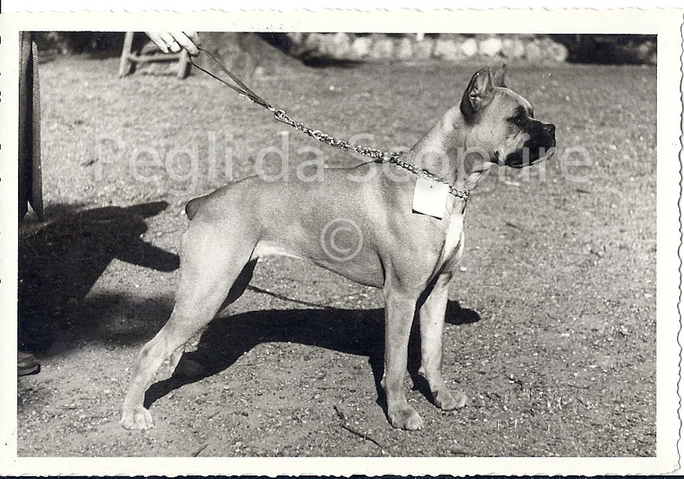 cane